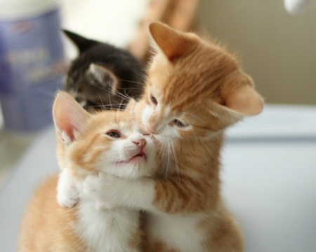 Kittens - cute, cats, pet, animals