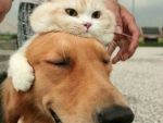 Cat and Dog