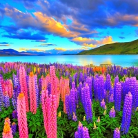 LUPIN FIELDS