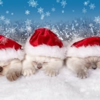 Three Kitten in Christmas Hats