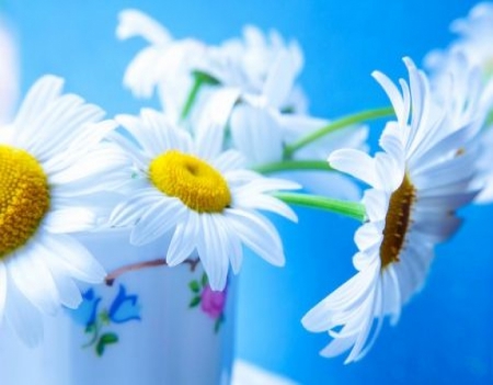 Daisies in a Cup - abstract, daisies, cup, photography