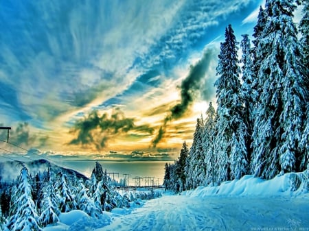 Beauty of Winter - trees, winter, nature, landscapes, sky