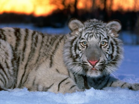 White Tiger - winter, nature, resting, predator, snow