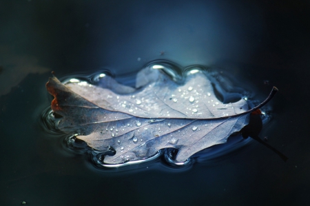 Crying - leaves, water, leaf, blue