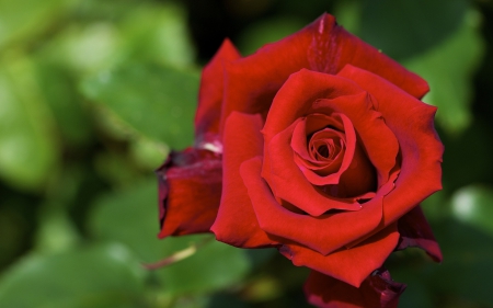 ♥ - roses, red, macro, rose, flower