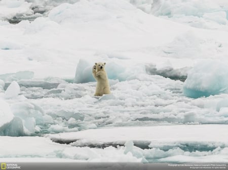 Hello Guys! - winter, cub, beautiful, snow, north pole, bears, ice, white, arctic circle, cute, polar bear, animals