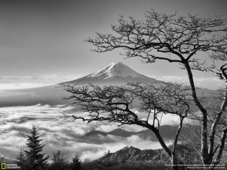 Mount Fuji - fuji, trees, beautiful, snow, mount fuji, japan, nature, black and white, mountains, sky