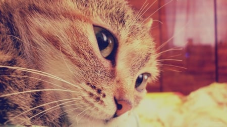 Cat - bokeh, cat, moustache, macro, eyes