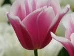 Pink Tulip