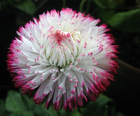 Flower - white, amazing, flower, pink