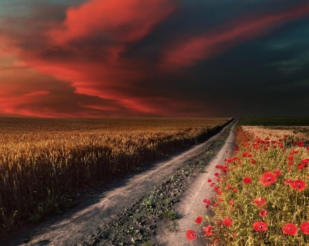 Wonderful Nature - fields, wonderful, nature, road