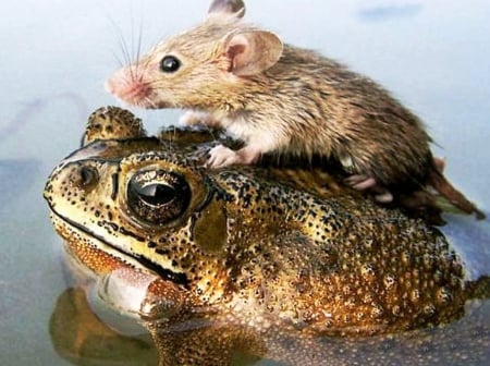 Mouse on a toad - small, in, wet, water