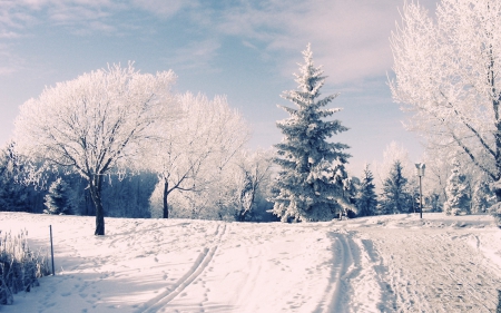 Winter Landscape - trees, winter, nature, snow, landscapes