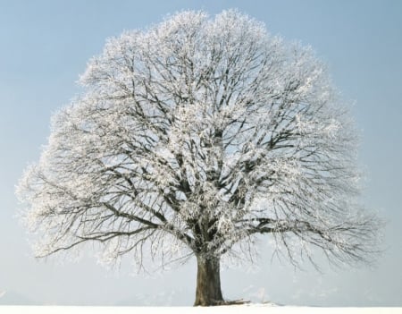 Winter Tree - snow, winter, nature, tree