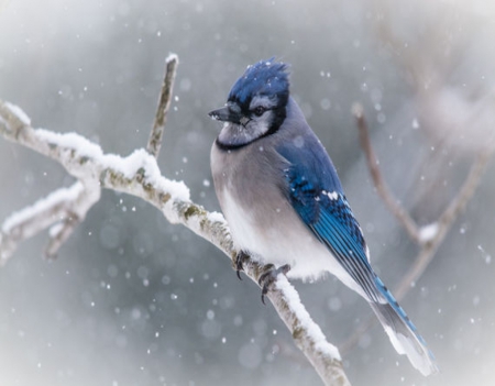 Blue Jay on Snowy Branch - nature, snow, branch, winter, blue jay