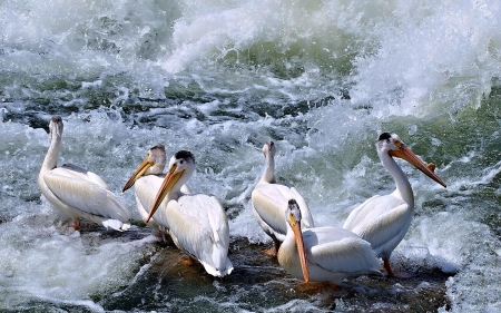 Pelicans in boiling water - pelicans, nature, water, birds