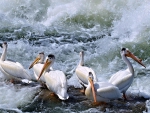 Pelicans in boiling water