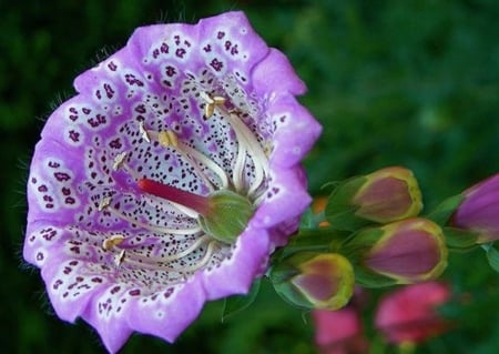 Violet - beautiful, violet, flower, nature