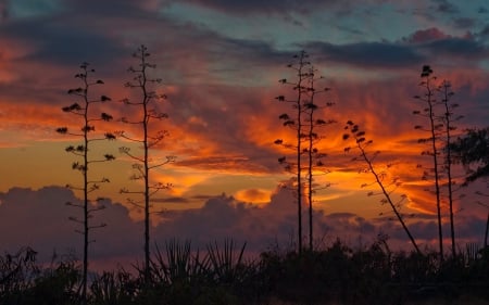 Sunset - nature, fields, sunset, clouds