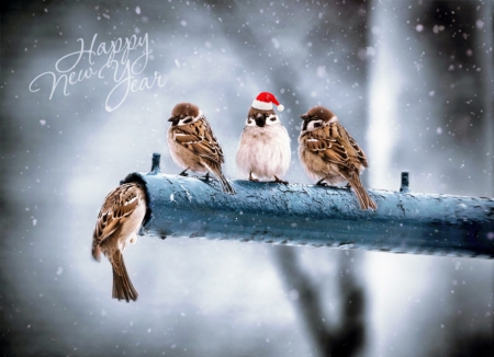 Happy New Year ! - happy, cute, new, pole, year, birds, sparrows