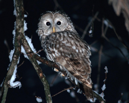 Snow Owl - twig, night, tree, resting, raptor