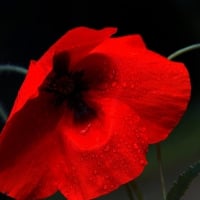 Red Poppy