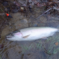 Steelhead Fishing