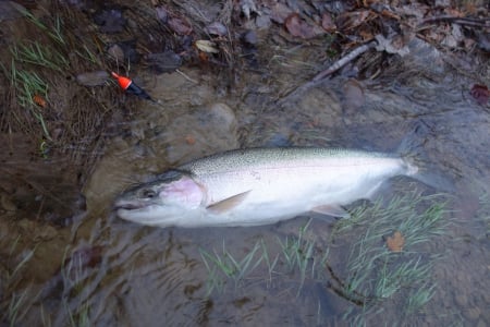 Steelhead Fishing - River, Steelhead, Float fishing, Fishing