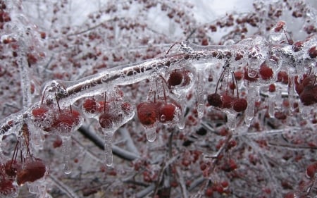 Frozen cherries - abstract, winter, frosted, cherry, photography, frosty, berry, HD, ice, frozen, fruit, frost, wallpaper