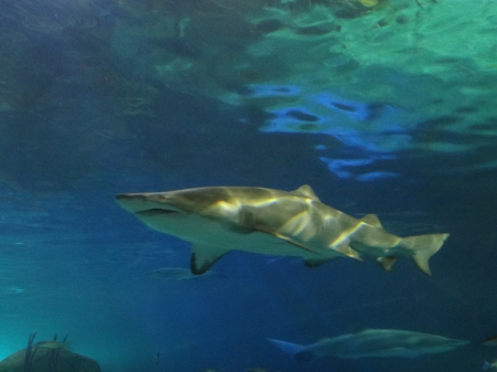 Shark - aquarium, shark, water, fish