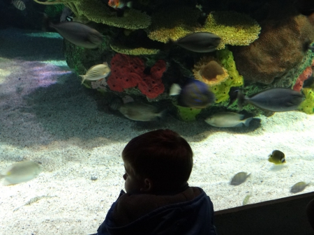 Aquarium - fish, child, fauna, water