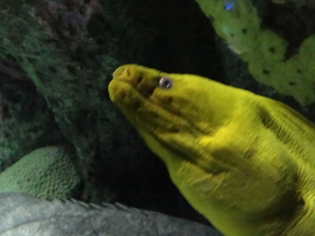 Moray eel - aquarium, eel, water, fish