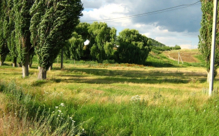 trees in a field - cool, field, fun, trees, nature