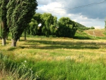 trees in a field