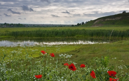 field flowers - cool, flowers, field, fun, nature