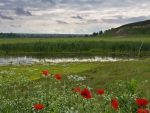 field flowers