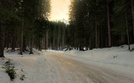 winter forest - forest, winter, cool, fun, nature