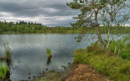 forest lake - fun, nature, lake, forest, cool