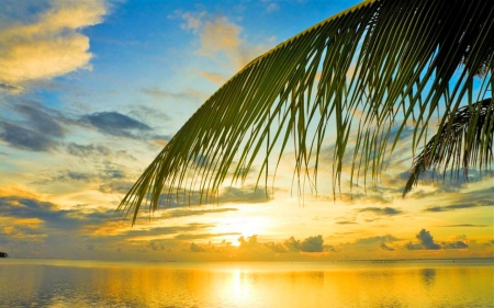 Beautiful Sunset - sky, leaves, nature, sunset