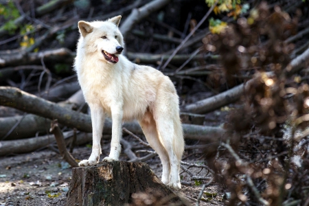 Arctic Beauty - wolf, wildlife, predator, forest