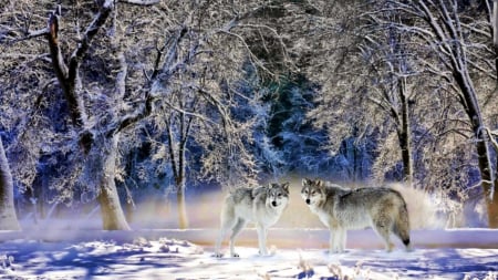 Wolves - wolf, nature, predator, trees, forest, snow