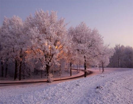 Winter Trees - trees, winter, nature, snow, landscapes