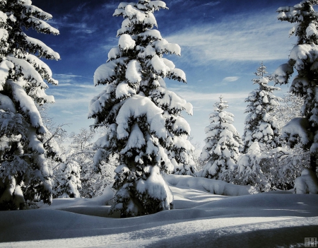 Snow-Covered Trees - winter, nature, trees, snow