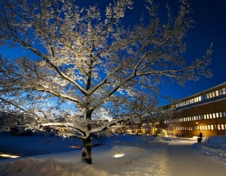 Winter Night - nature, snow, winter, night, tree