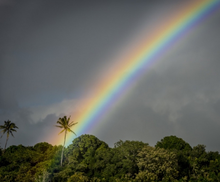 Rainbow - wood, rainbow, tree, tropical