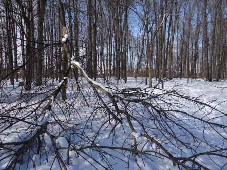 after the ice storm - ice, bench, trees, snow