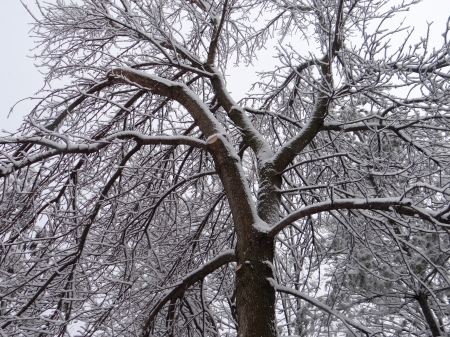 After the storm I still stand tall, - white, winter, tree, snow