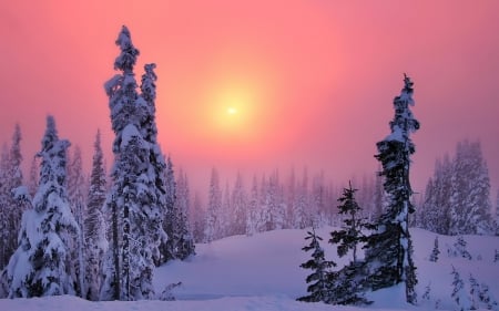 Winter Glow - white, trees, pink, snow, pine, winter, sunset, dusk