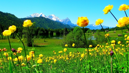 Geroldsee - houses, lake, snowy peaks, mountains, field, forest, beautiful, flowers, grass, germany