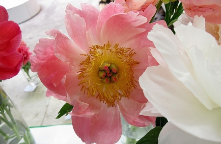 Pink Flower - flowers, beautiful, yellow, pink